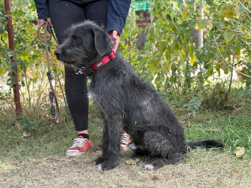 Leopold, fröhlicher, toller Hundemann