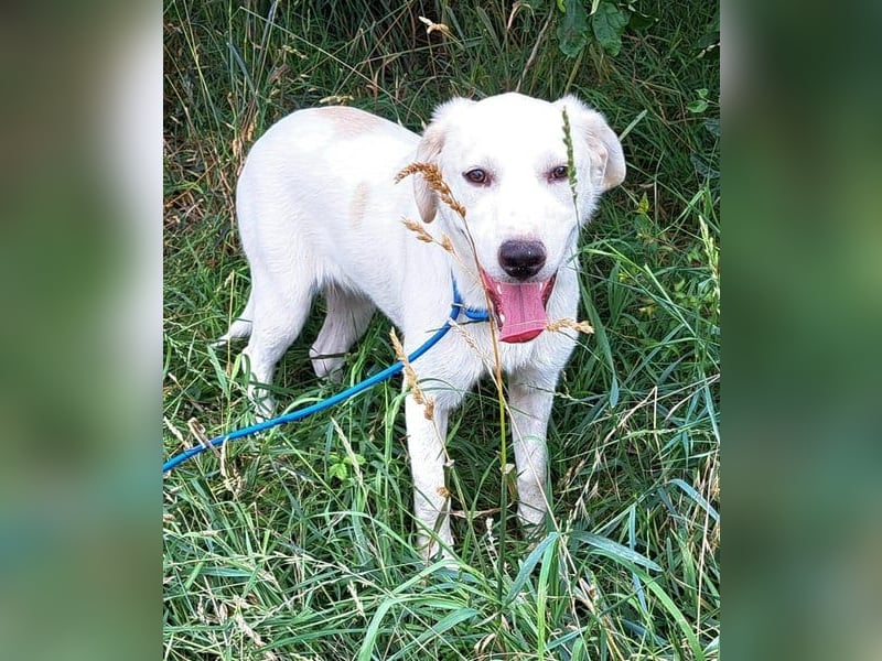 Labrador Mix Bruce möchte Rumänien schnell verlassen