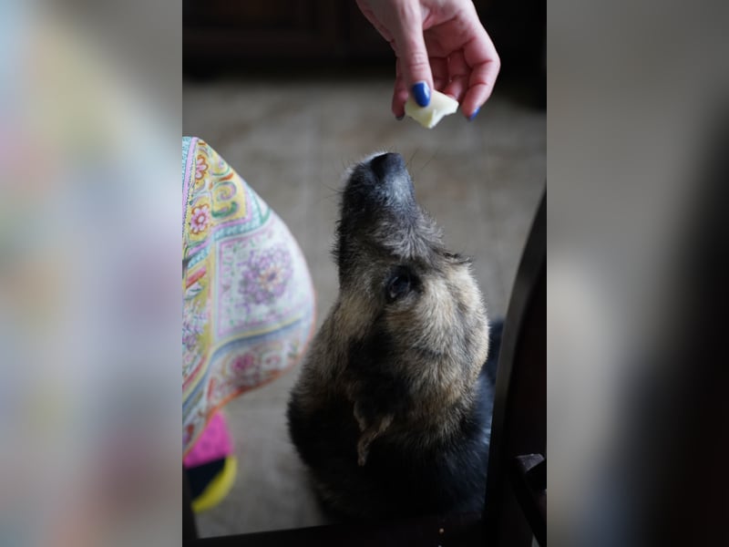 ⭐️OLIVIA⭐️, entspannte Hündin, 2 Jahre, 50 cm, Mischling, Tierschutz Rumänien