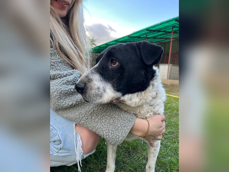 Rabies, ein Traumhund