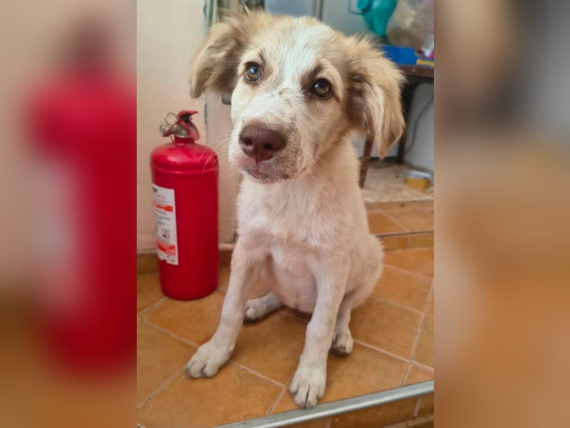 Die kleine Yuka sucht ihr Glück