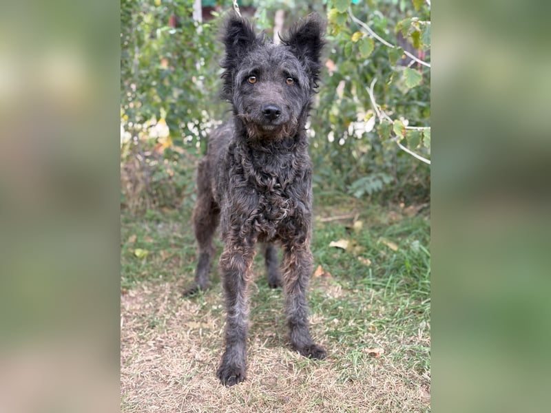 Zelmira - Schenkst du ihr ein Zuhause?