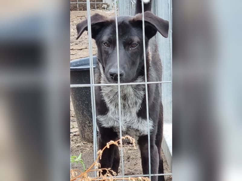 ⭐️SMOKY⭐️, sportlicher Rüde, 1 Jahr, 46 cm, Mischling, Tierschutz