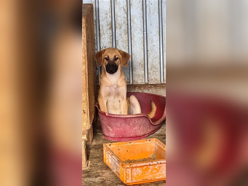 Schönheit Samira kennt noch nicht viel vom Hundeleben