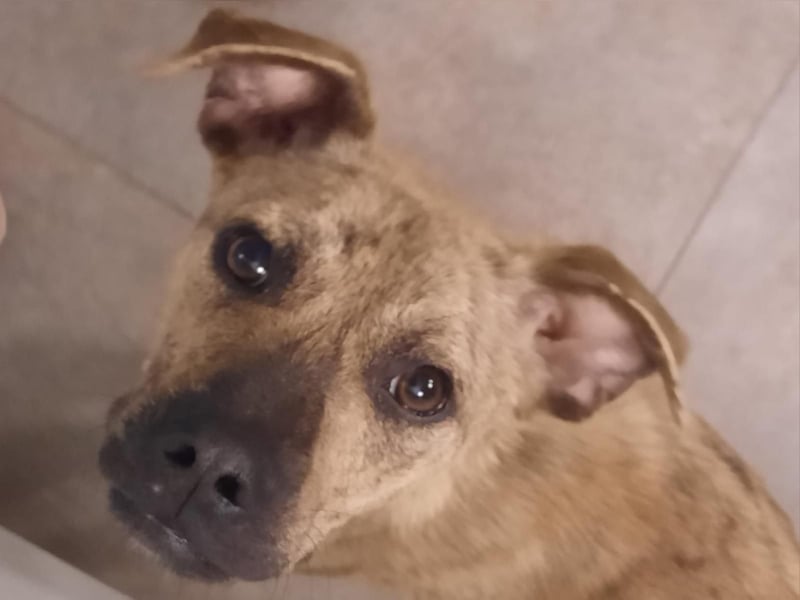 LIV, bedingungslose Liebe, 1 Jahr, 40 cm, Mischlingsmädchen, Tierschutz Rumänien, Pflegestelle 46359