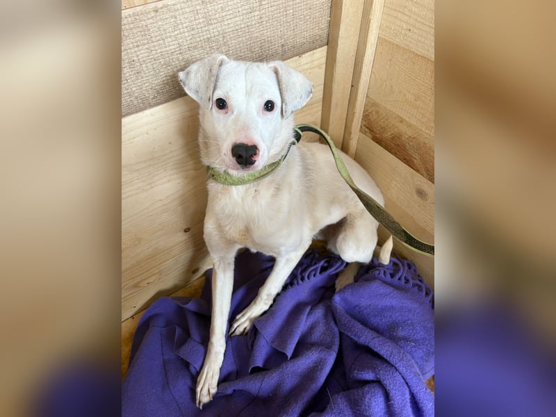 ARTEMIS, aus Tötungsstation gerettet, 1 Jahr, 40 cm, Mischlingsmädchen, Tierschutz, Pflegestelle 537