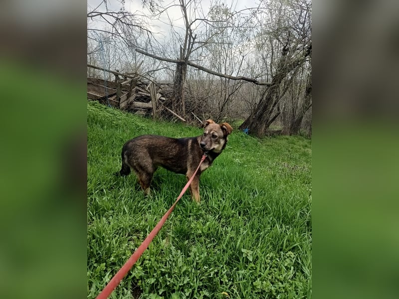 Buffy Tierschutzhund sucht ein Zuhause