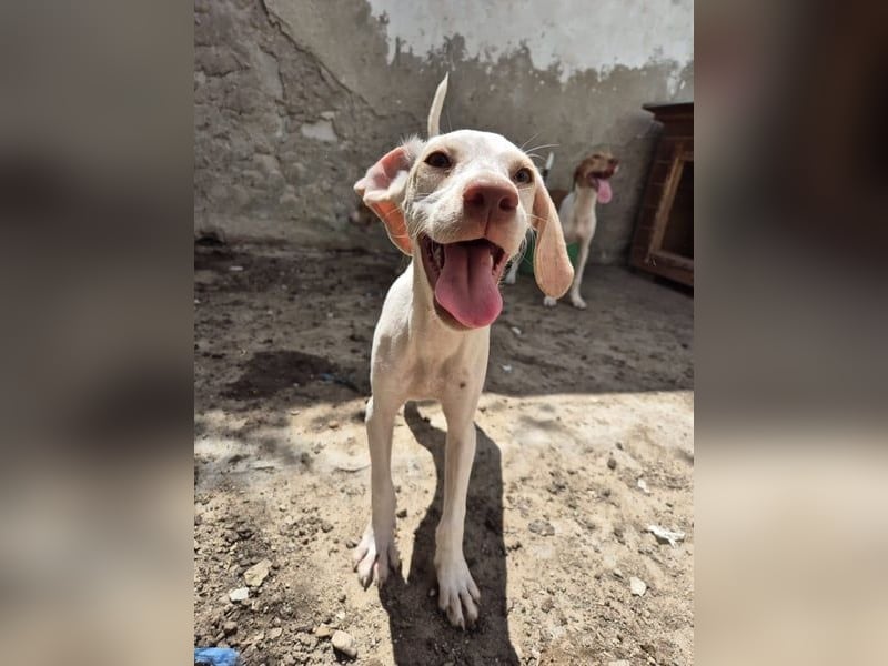 ⭐️KETURA⭐️, gut gelaunte Hündin, 8 Monate, im Wachstum, Mischling, Tierschutz