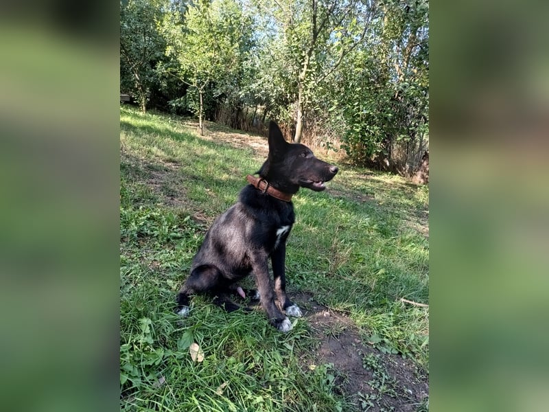 Blacky Tietschutzhund sucht ein Zuhause