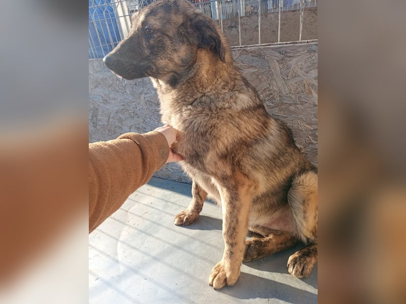 ⭐️Helen⭐️, lustige Hündin, 7 Monate, 40 cm, Mischling, Tierschutz