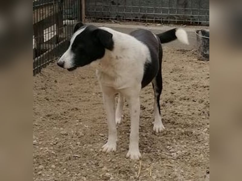 ⭐️PANDA⭐️, Rüde, 4 Jahre, 45 cm, Mischling, Tierschutz Rumänien