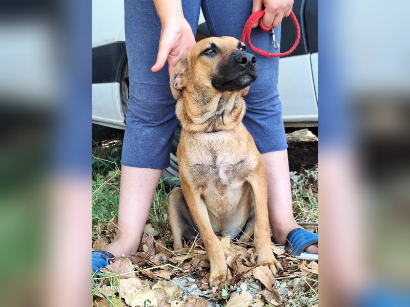 Rüde Max sucht sein Zuhause