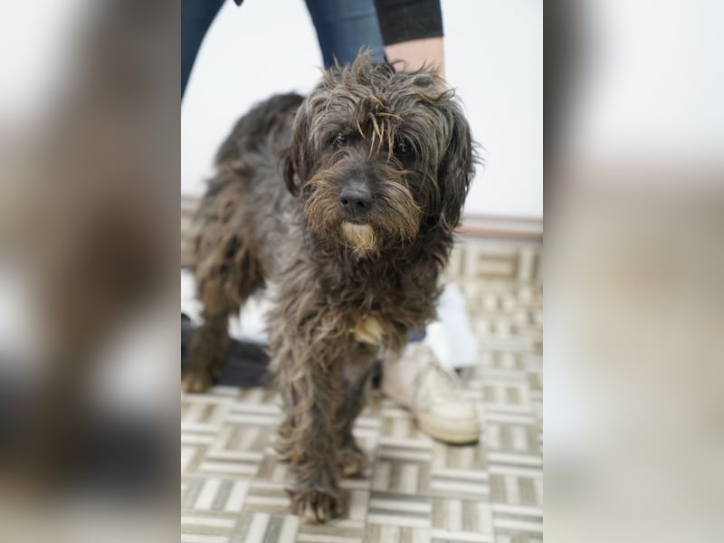 ⭐️SPARTACUS⭐️, wunderbarer Wuschel, Rüde, 8 Monate, Welpe, 46 cm, Mischling, Tierschutz Rumänien