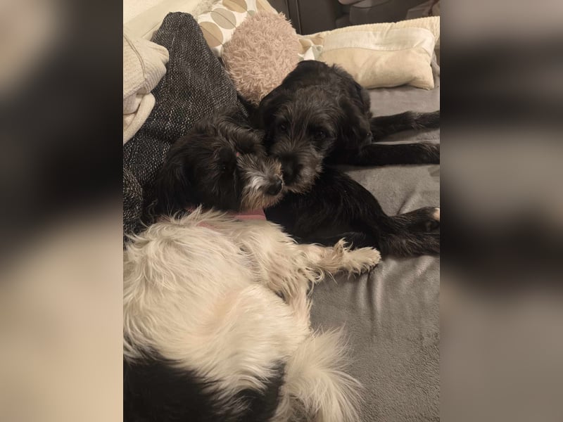 Buddy, auf Pflegestelle in Oberhausen