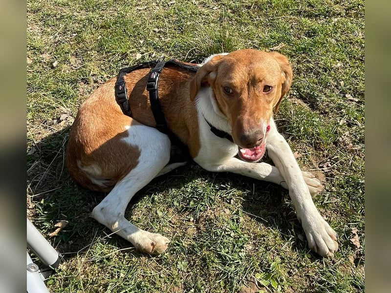 KATRA, Schmusebacke, 1 Jahr, 45 cm, Mischling, Tierschutz, Pflegestelle 57635