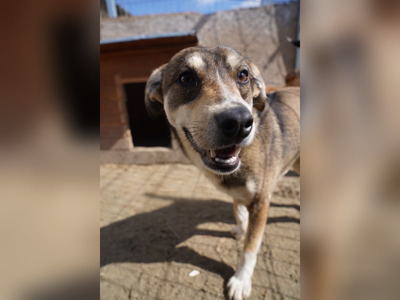 ⭐️ILKER⭐️, fröhlicher Hundejunge, 1 Jahr, 48 cm, Mischling, Tierschutz Rumänien