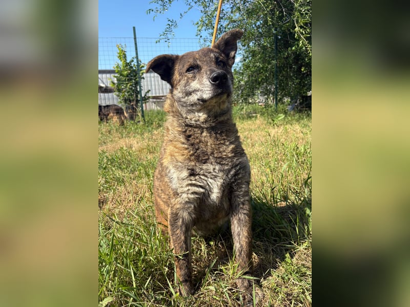 Motyó bringt Freude mit