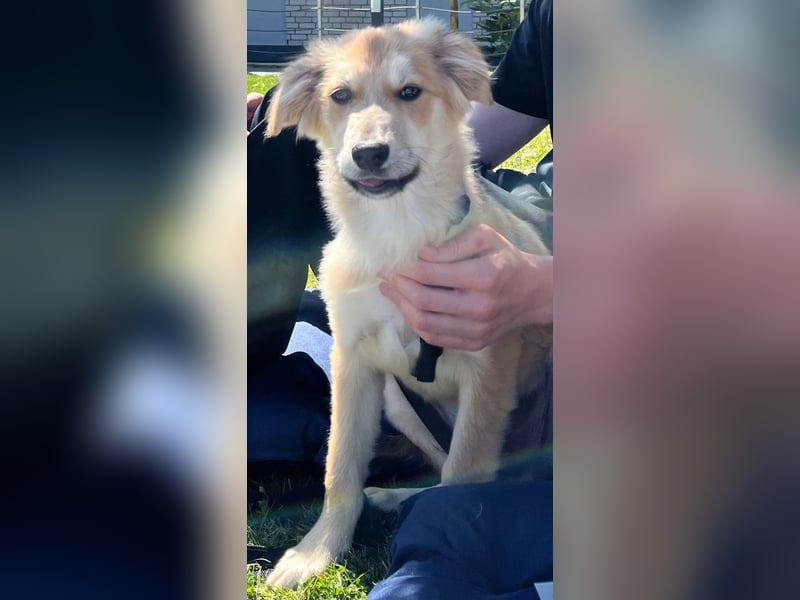 KORBEL, schlauer Schatz, 5 Monate, 41 cm, Mischlingsjunge, Pflegestelle 51503, Tierschutz Rumänien