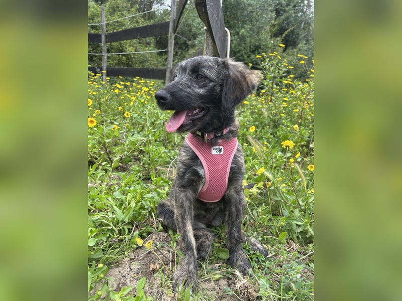 Süße Dewi wartet auf unserem Tierschutzhof in Portugal auf dich!