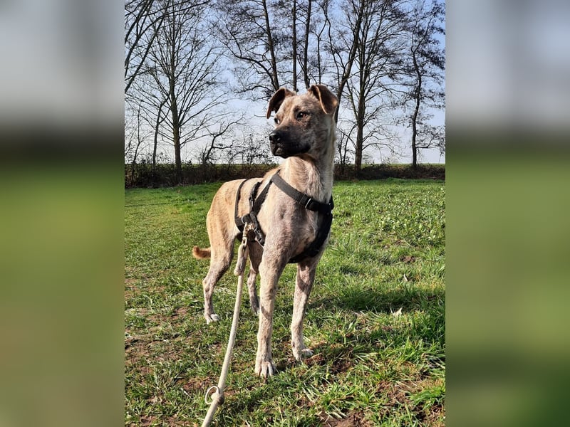 LIV, bedingungslose Liebe, 1 Jahr, 40 cm, Mischlingsmädchen, Tierschutz Rumänien, Pflegestelle 46359