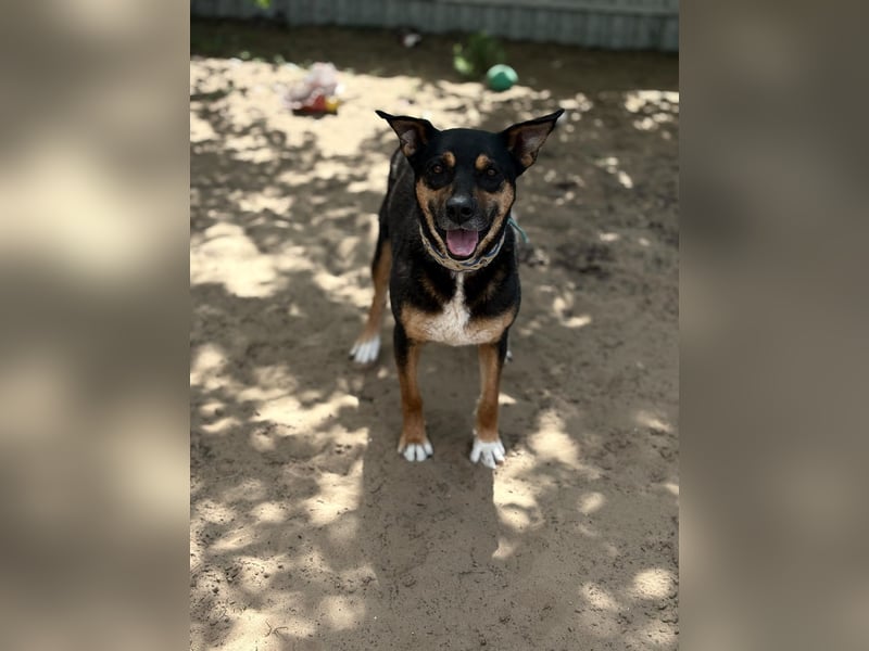 Hugi sucht einen Wegbegleiter