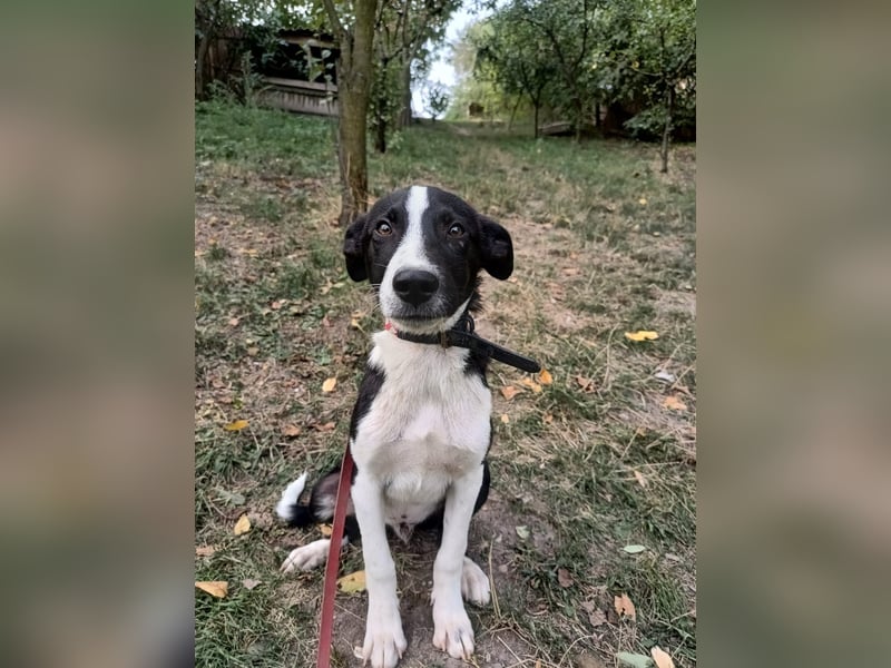 Ziko Tierschutzhund  sucht ein Zuhause