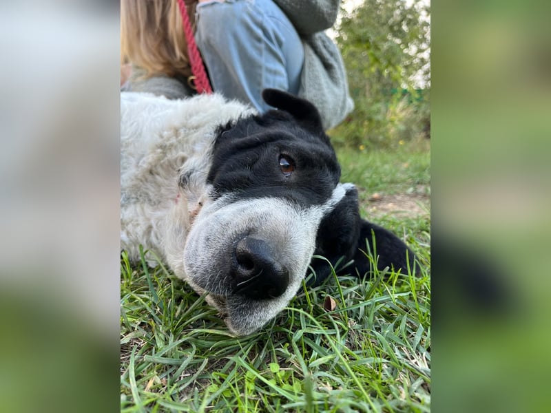 Rabies, ein Traumhund