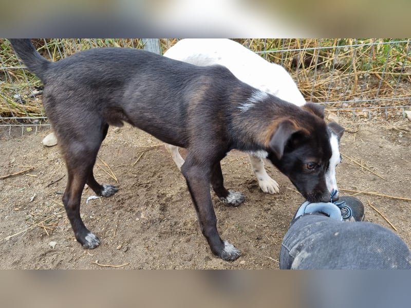 ⭐️SMOKY⭐️, sportlicher Rüde, 1 Jahr, 46 cm, Mischling, Tierschutz