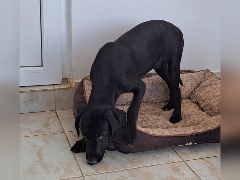 Der kleine Hermit sucht sehnsüchtig ein Zuhause