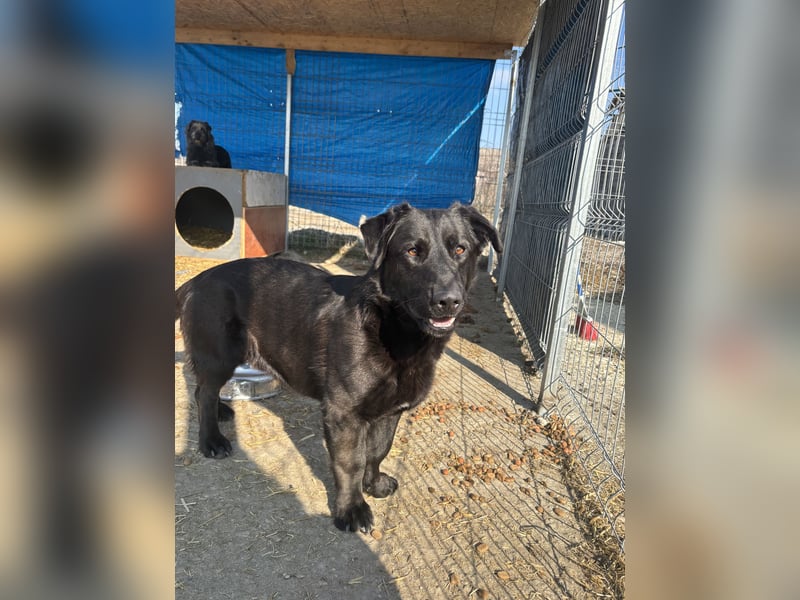 ⭐️COSTEL⭐️, lebenslustiger Hundemann, 3 Jahre, 42 cm, Mischling, Tierschutz