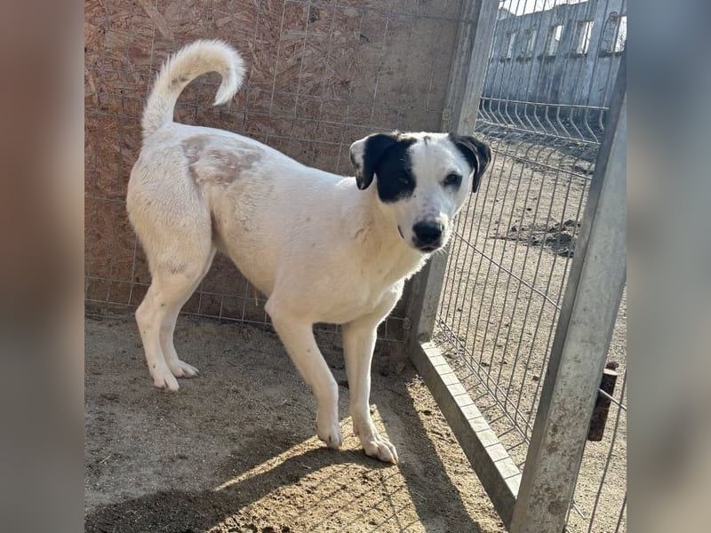 ⭐️GEORGIA⭐️, lustiges Hundemädchen, 2 Jahre, 52cm, Mischling, Tierschutz