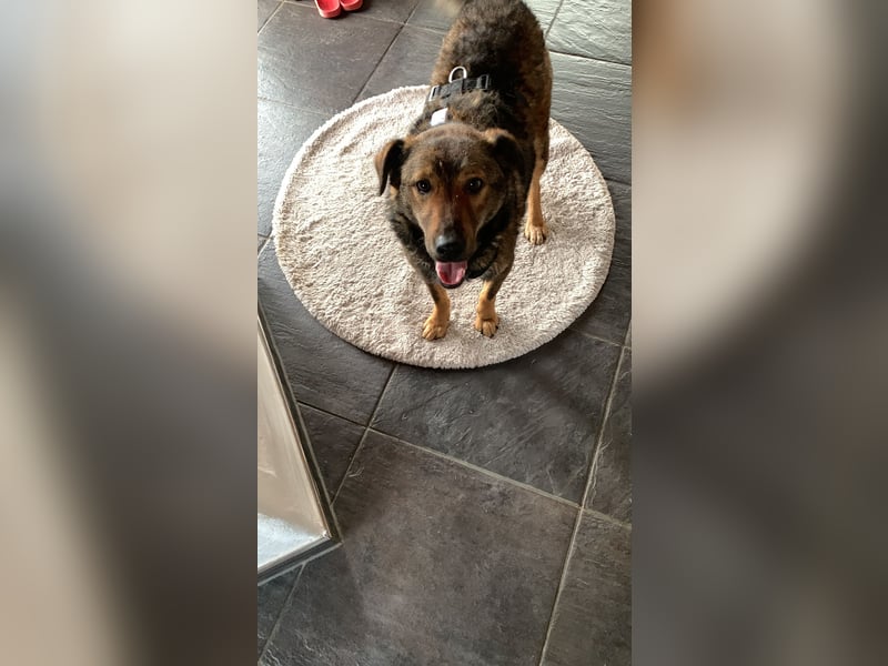 XORO, Goldstück, 1,5 Jahre, 50 cm, Mischling, Pflegestelle Hennef, Tierschutz Rumänien