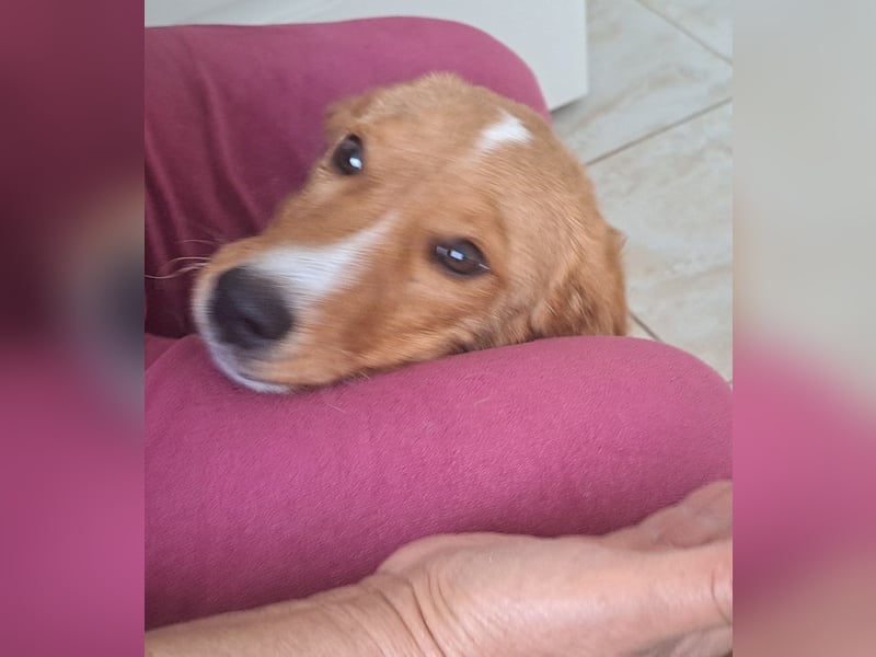 Junghund Zorel sucht sein Glück auf vier Pfoten