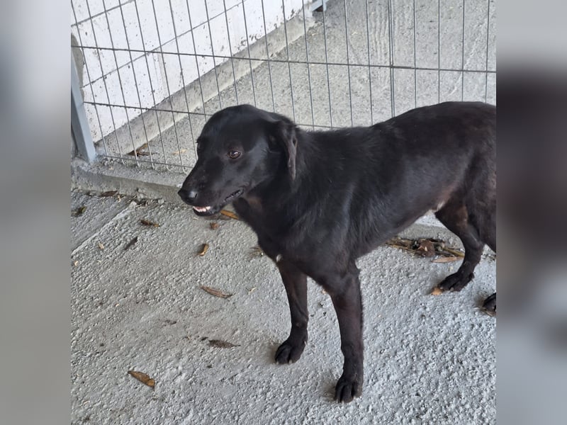 Nante sucht dringend sein neues Zuhause