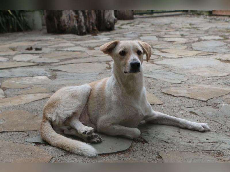 *Notfell* CAPPI, Rüde, 8 Jahre, 47 cm, Mischling, Tierschutz