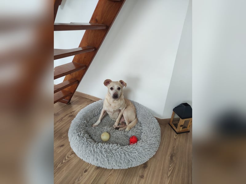 Pepe wartet in Augsburg