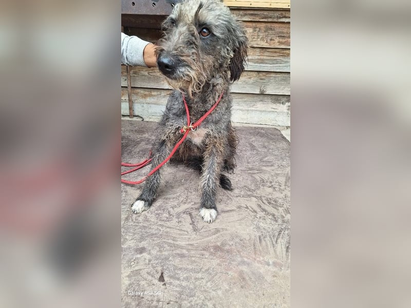 Baika sucht dringend ihre Menschen!