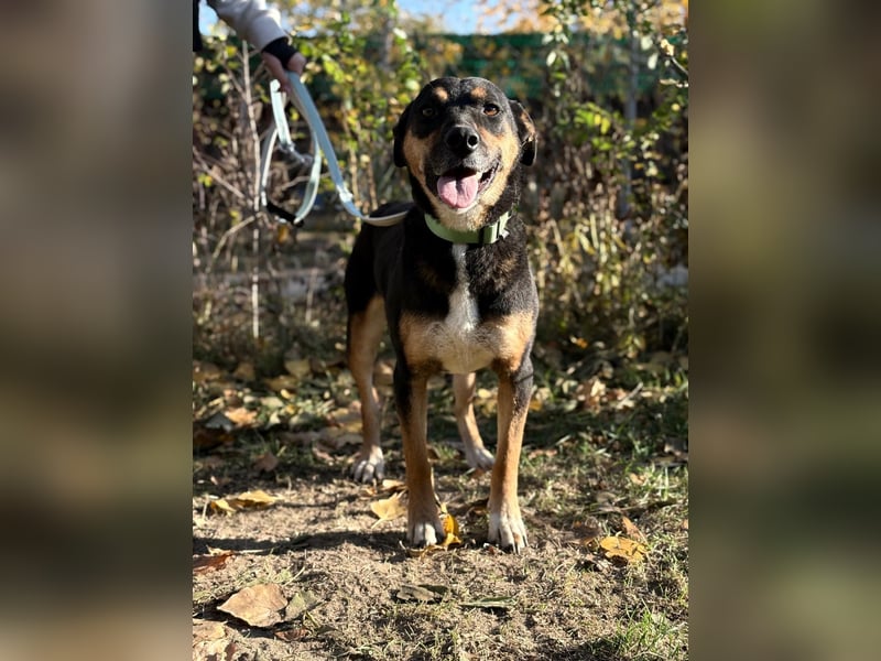 Hugi sucht einen Wegbegleiter