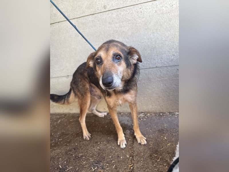 Gáspár, lieber und sensibler Rüde