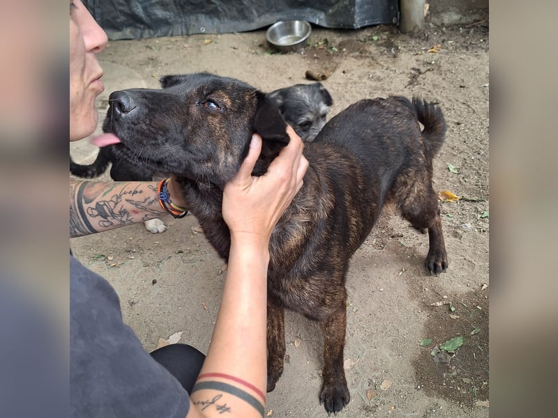⭐️ZANA⭐️, Herzensbrecherin, Hündin, 7 Jahre, 45 cm, Mischling, Tierschutz