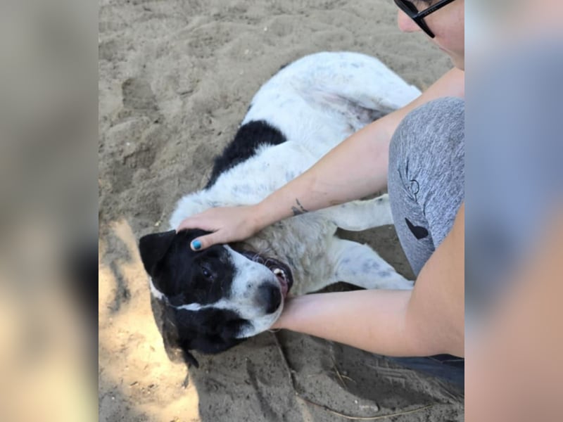 Rabies, ein Traumhund