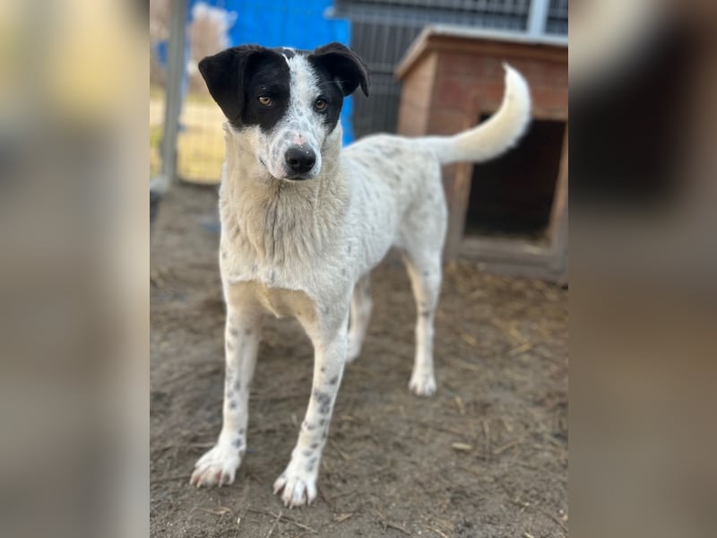 ⭐️SNOW⭐️, Herzensbrecher, Rüde, 1 Jahr, 46cm, Mischling, Tierschutz