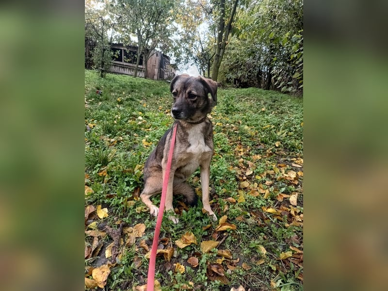 Kara Tierschutzhund sucht ein Zuhause