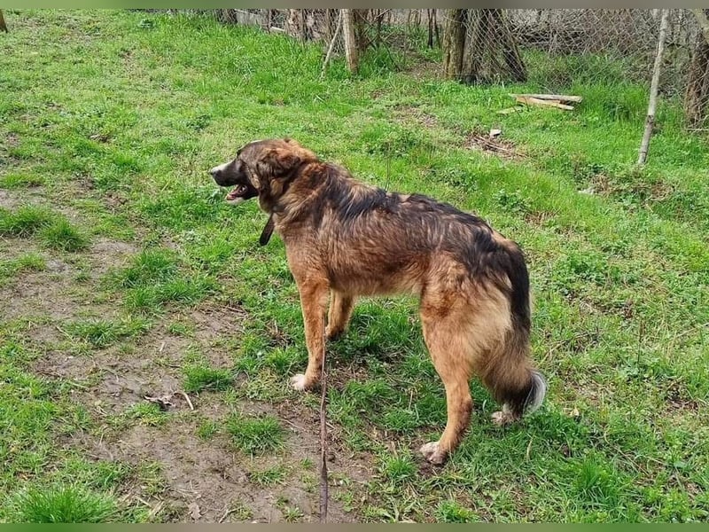 Merlo Tierschutzhund sucht ein Zuhause