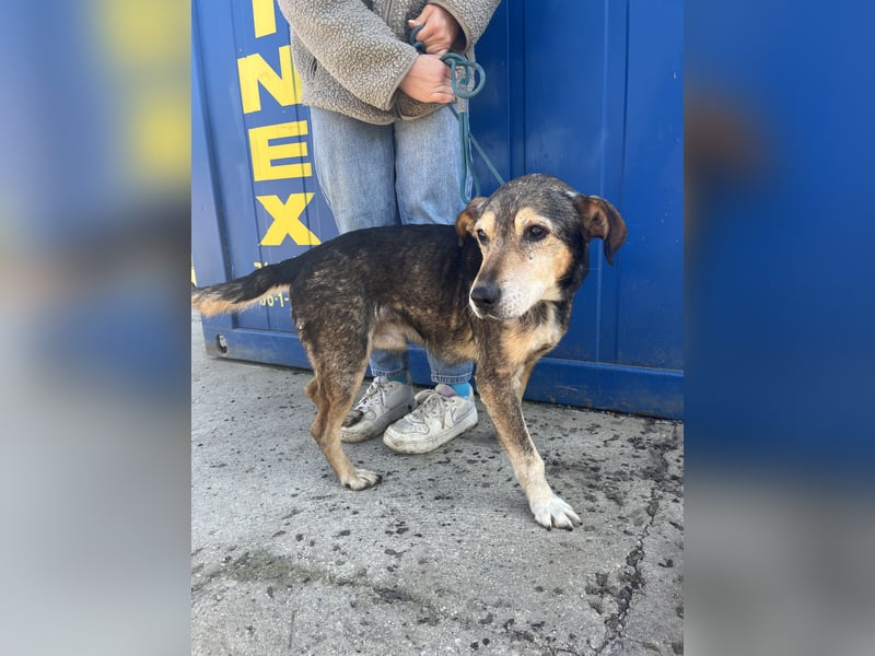 Akela möchte noch einmal Glück und Geborgenheit erleben