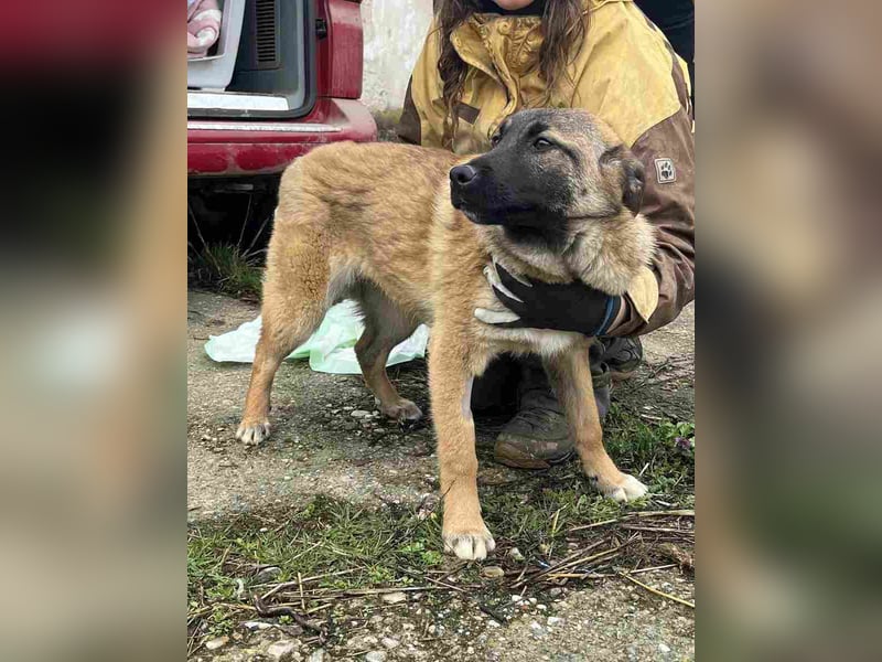 ⭐️TASCHA⭐️, Malinois-Mischling, Hündin, 9 Monate, 50 cm, Mischling, Tierschutz Rumänien