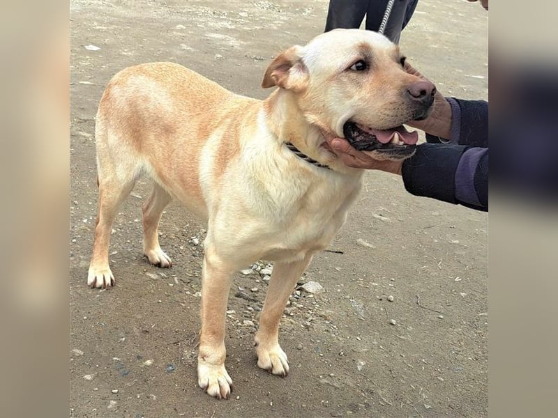 Labrador Titus mit dem Hundeblick