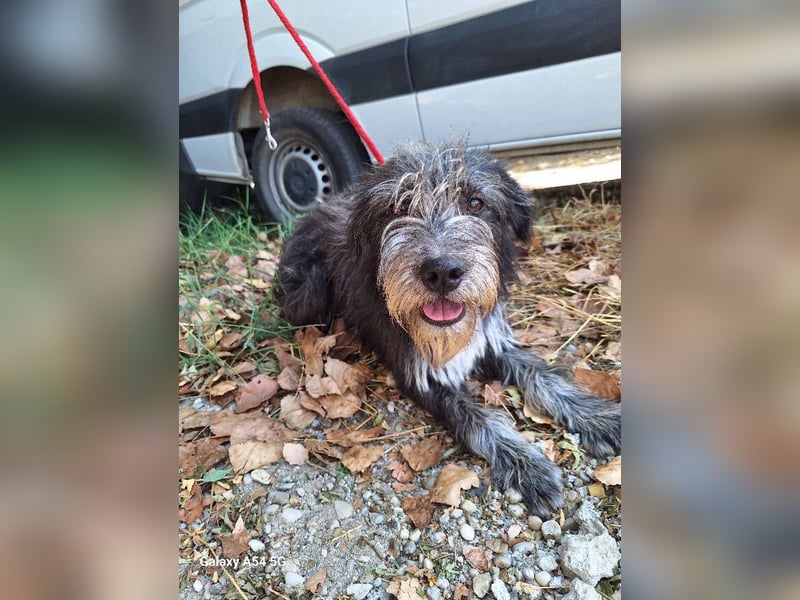 Hündin 080918 stellt sich vor