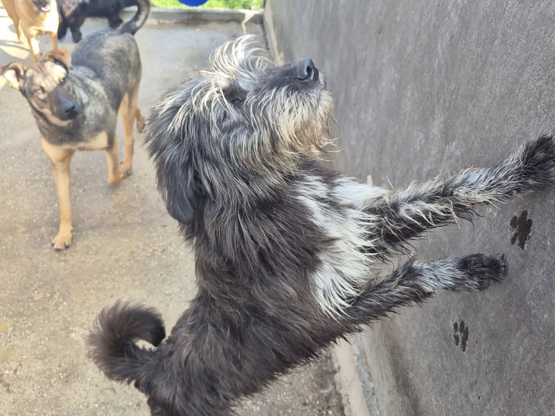 Hündin 080918 stellt sich vor