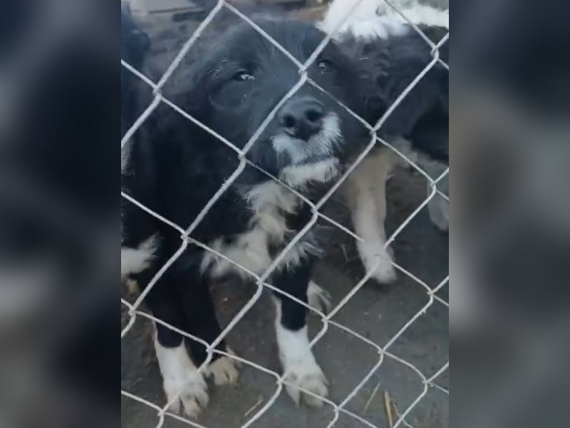 ⭐️GISELLA⭐️, Hündin, 7 Monate, 35 cm, Mischling, Tierschutz